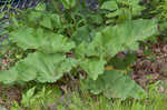 Lesser burdock